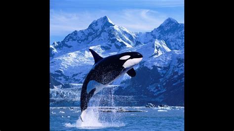 are orcas the most dangerous